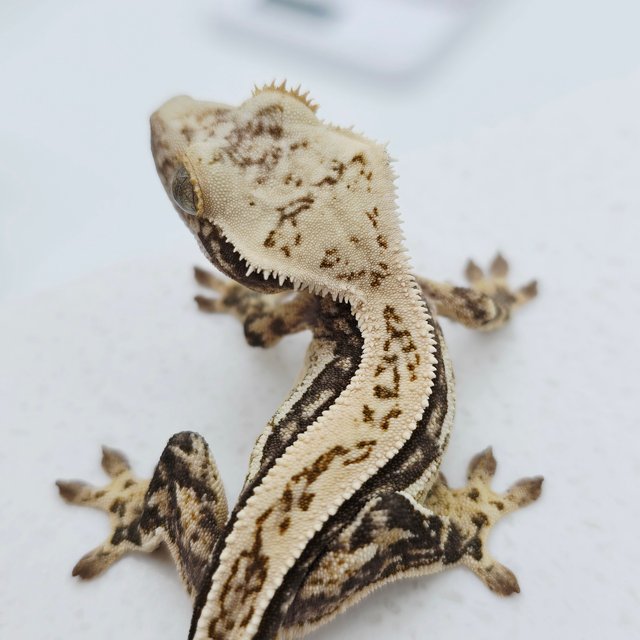 노멀 풀핀 쿼드 화이트스팟 트라이