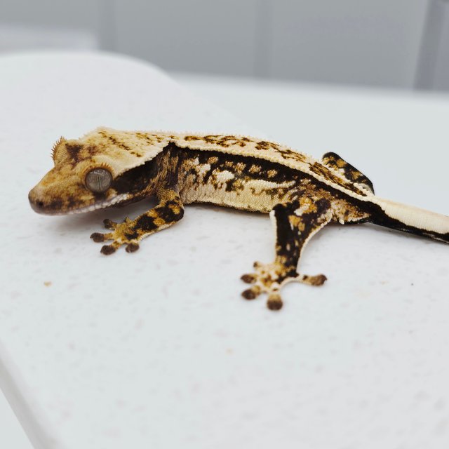 노멀 트라이 쿼드 풀핀 텐저린