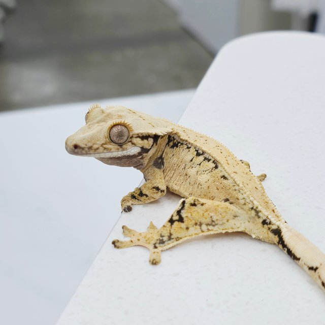 노멀 트라이 드리피 풀핀 화이트스팟 텐저린