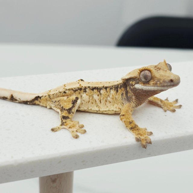 노멀 트라이 드리피 화이트스팟 텐저린