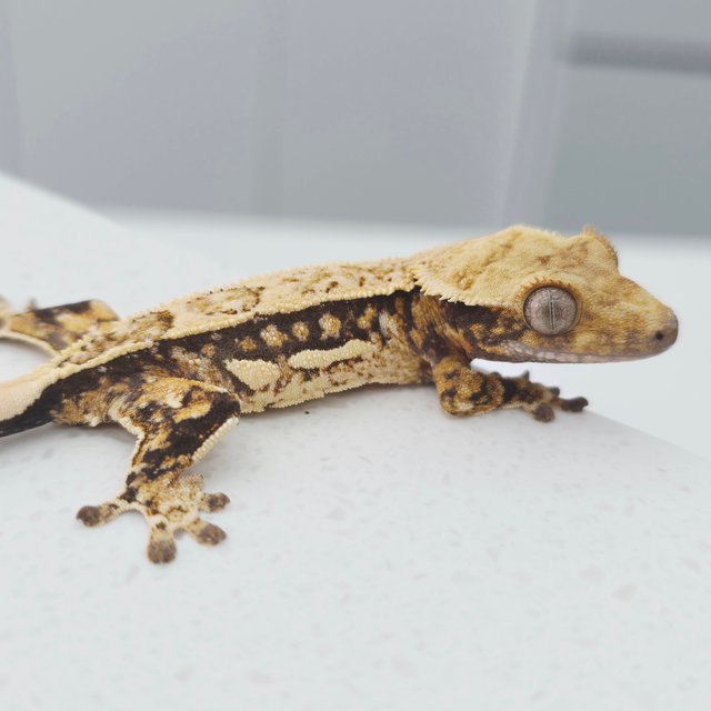 노멀 트라이 쿼드 텐저린