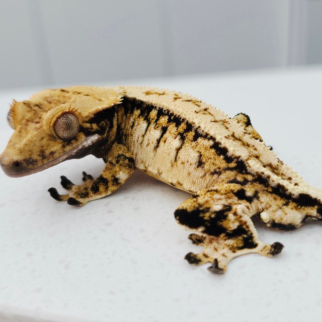 노멀 트라이 드리피 화이트스팟 텐저린 풀핀