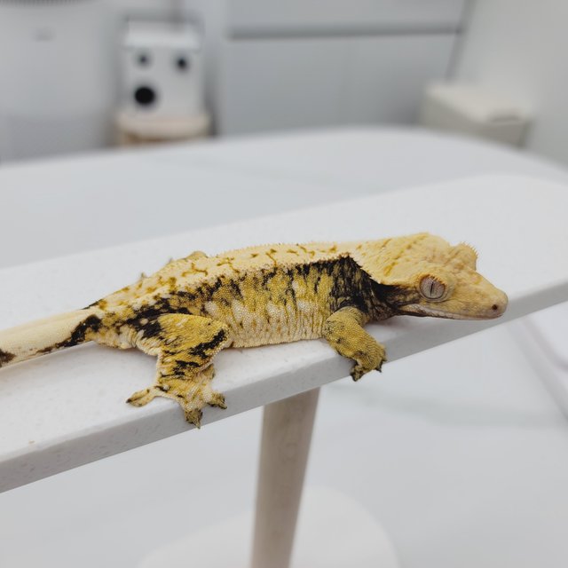 노멀 트라이 드리피 화이트스팟 텐저린