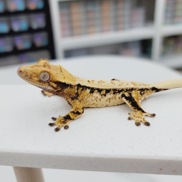 노멀 트라이 드리피 풀핀 텐저린