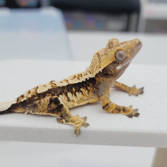 노멀 트라이 텐저린