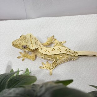 노멀 쿼드 크림 크림시클