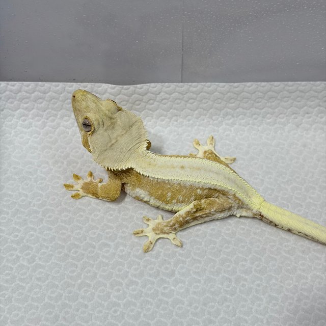 크림 릴리화이트