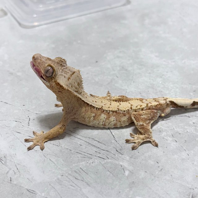 노멀 크림 크림시클 화이트스팟