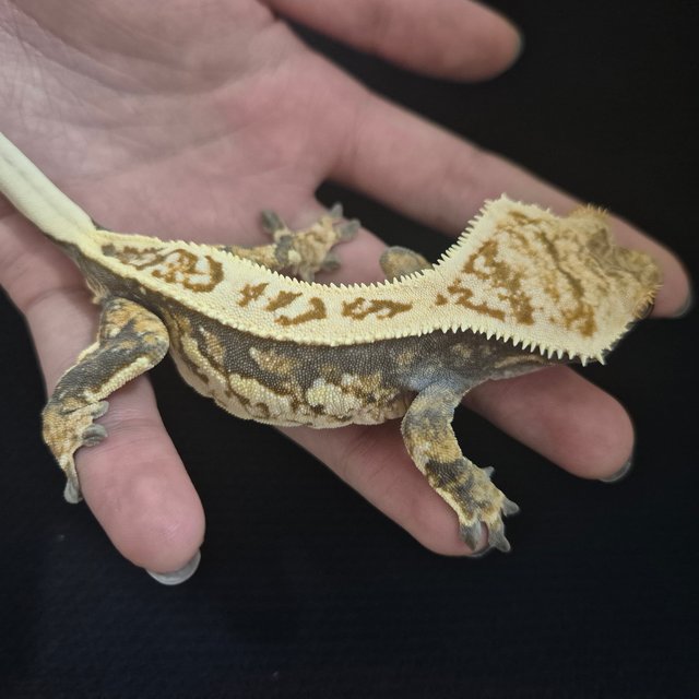 노멀 트라이 풀핀 쿼드