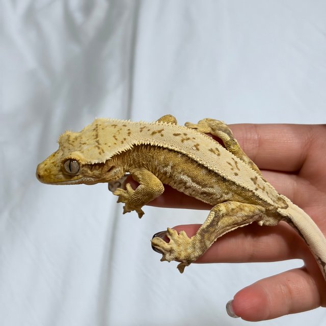 노멀 쿼드 크림 크림시클