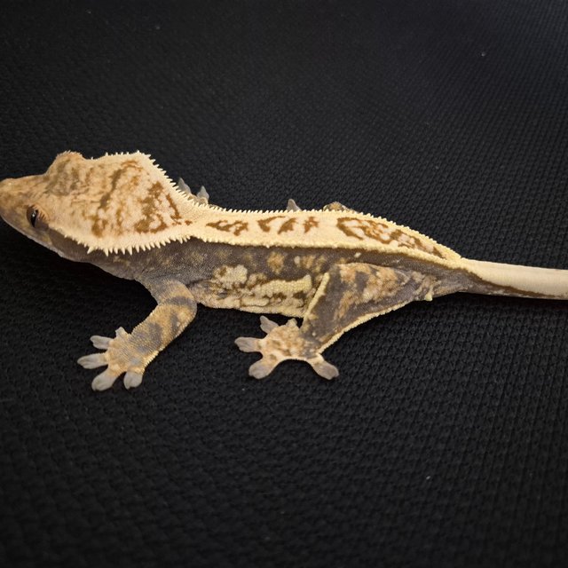 노멀 트라이 풀핀 쿼드