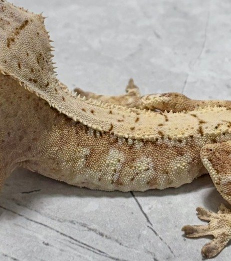 노멀 크림 크림시클 화이트스팟