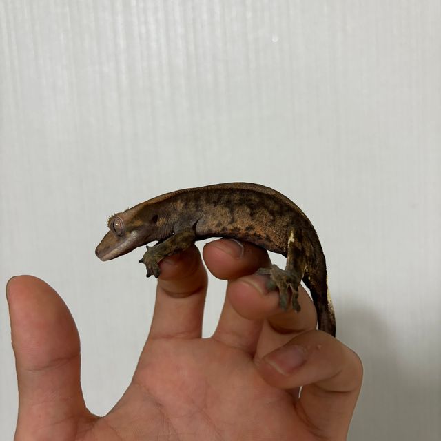 카푸치노