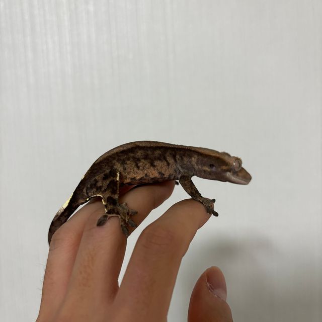카푸치노