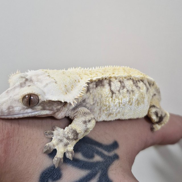 노멀 화이트스팟 익스트림할리퀸