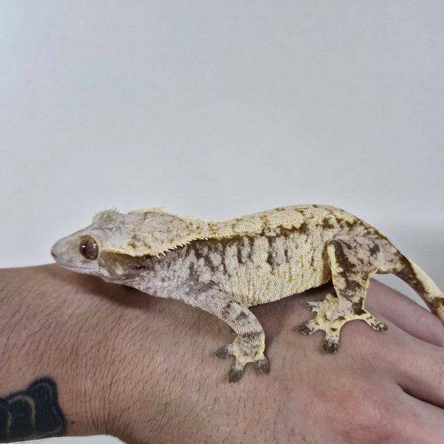 노멀 화이트스팟