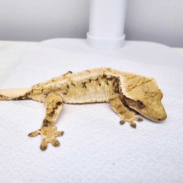 노멀 화이트스팟