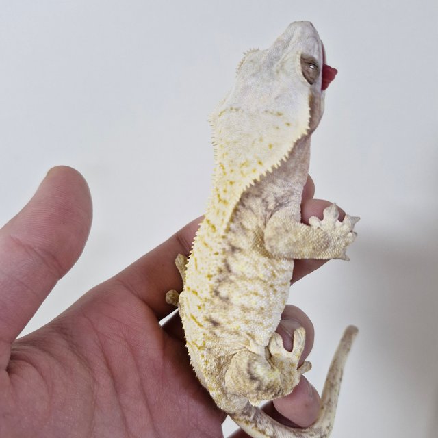 노멀 화이트스팟