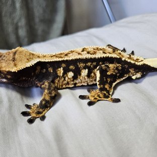 트라이 핀스트라이프