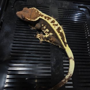 카푸치노 트라이