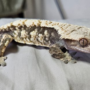 노멀 익스트림할리퀸