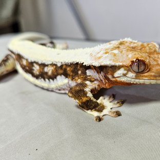 릴리화이트 트라이