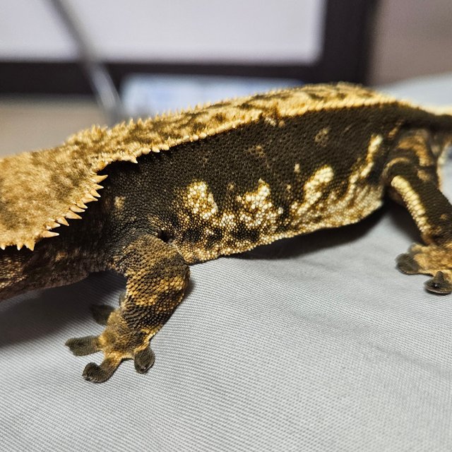 핀스트라이프 텐저린