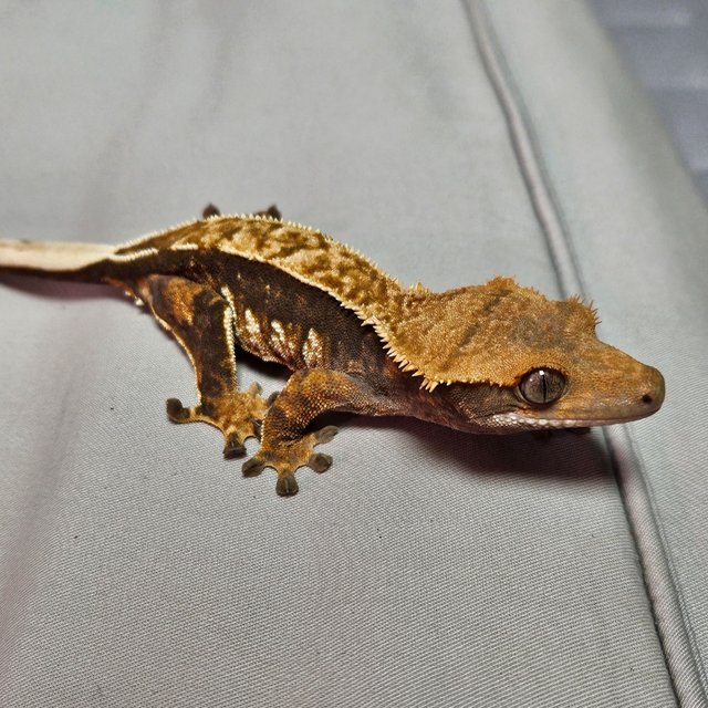 핀스트라이프 텐저린