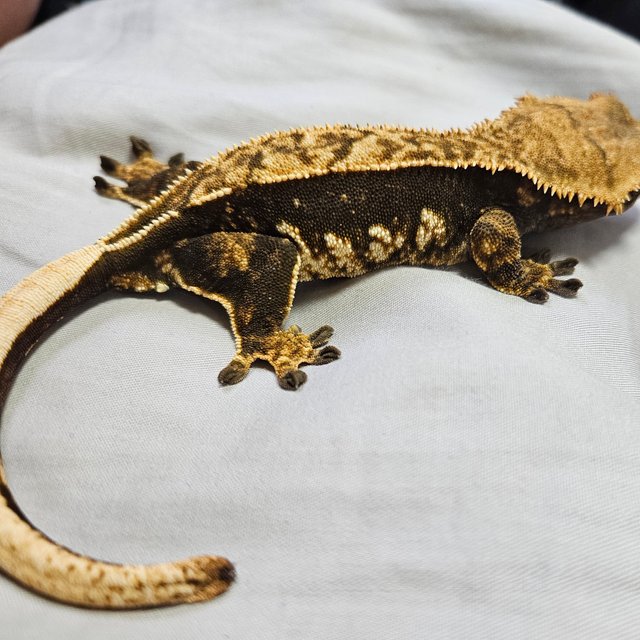 핀스트라이프 텐저린