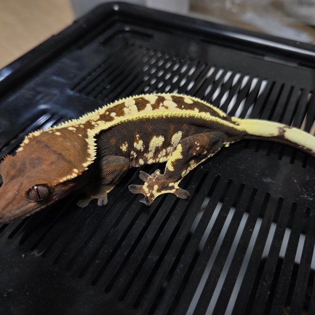 카푸치노 트라이