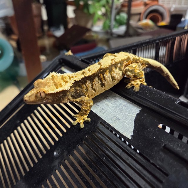 트라이 익스트림할리퀸 타이거