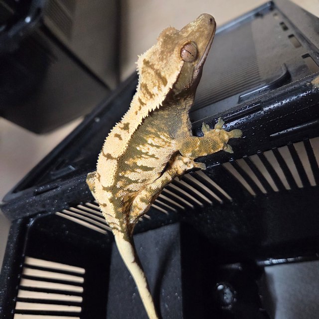 트라이 익스트림할리퀸 타이거