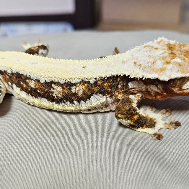 릴리화이트 트라이