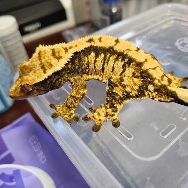 트라이 익스트림할리퀸 타이거