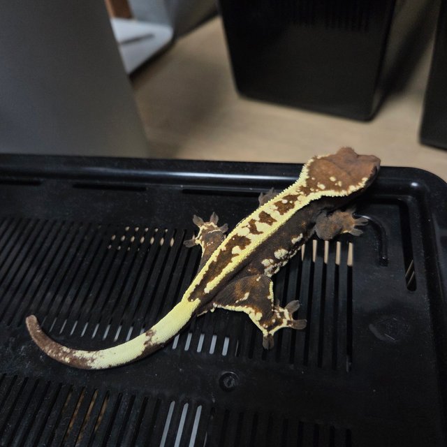 카푸치노 트라이