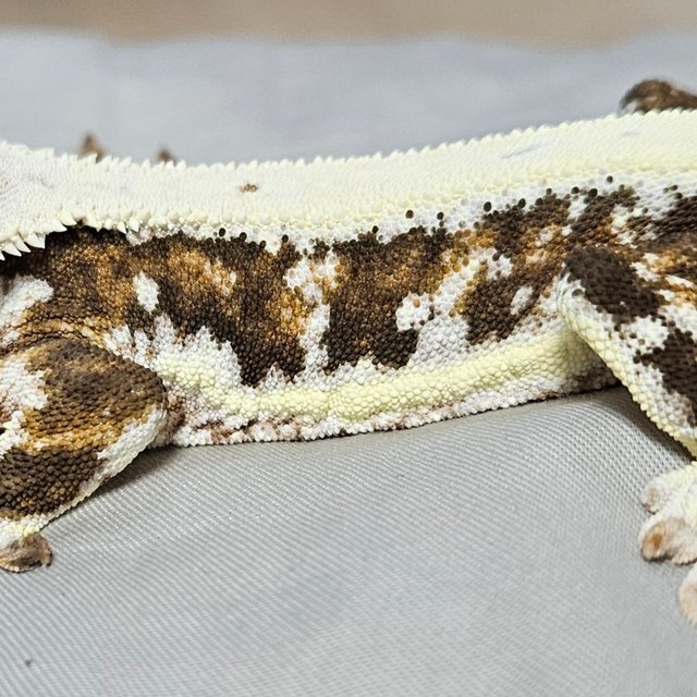 릴리화이트 트라이