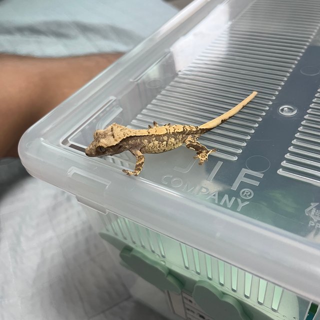 노멀 화이트 쿼드 화이트포트홀 화이트스팟