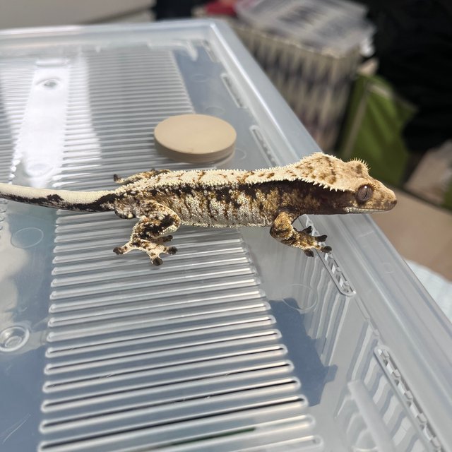 노멀 드리피 화이트스팟 화이트포트홀 화이트핀 화이트