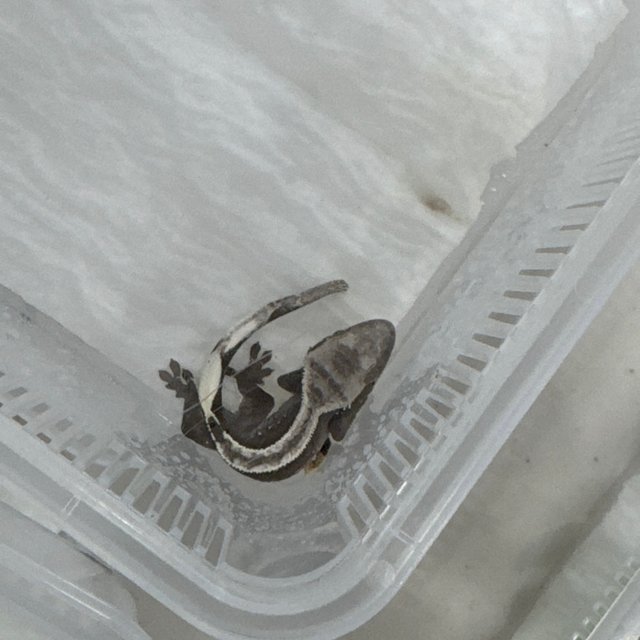 아잔틱 핀스트라이프