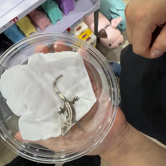 아잔틱 핀스트라이프