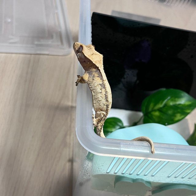 노멀 화이트 드리피 화이트스팟 화이트포트홀