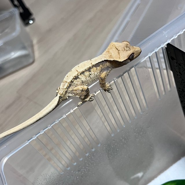 노멀 화이트 드리피 화이트스팟 화이트포트홀