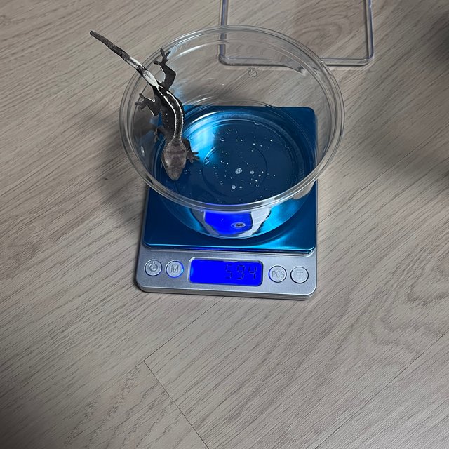 아잔틱 핀스트라이프