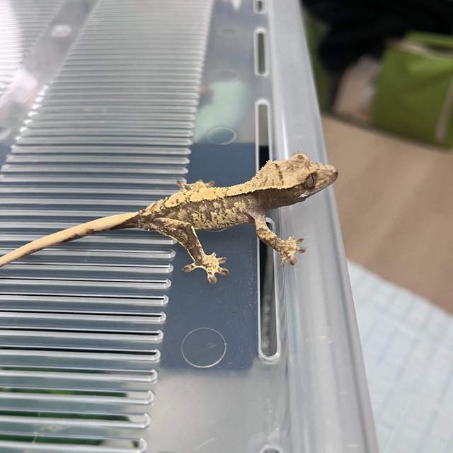 노멀 화이트 쿼드 화이트포트홀 화이트스팟