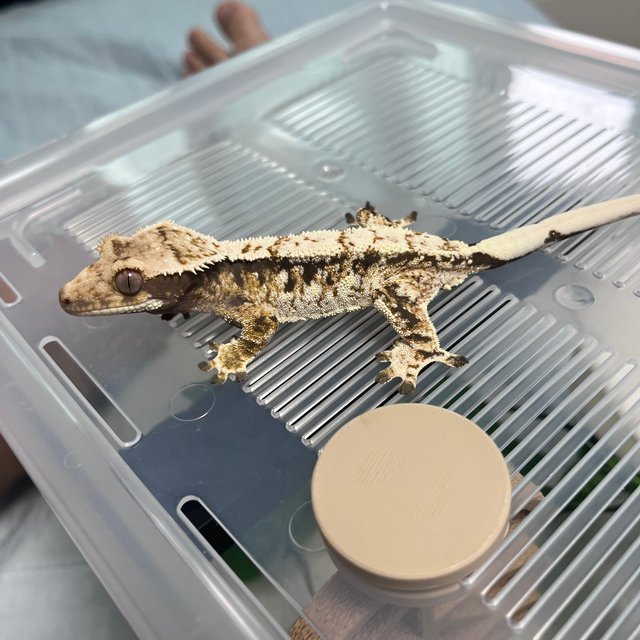 노멀 드리피 화이트스팟 화이트포트홀 화이트핀 화이트