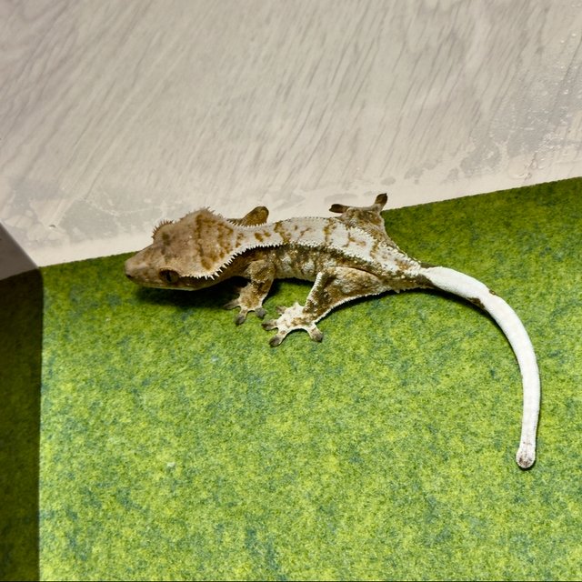 노멀 드리피 화이트스팟 화이트포트홀 화이트핀 화이트