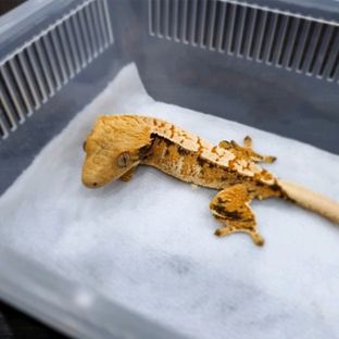 텐저린 트라이 익스트림할리퀸 드리피