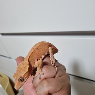 달마시안 벅스킨 레드