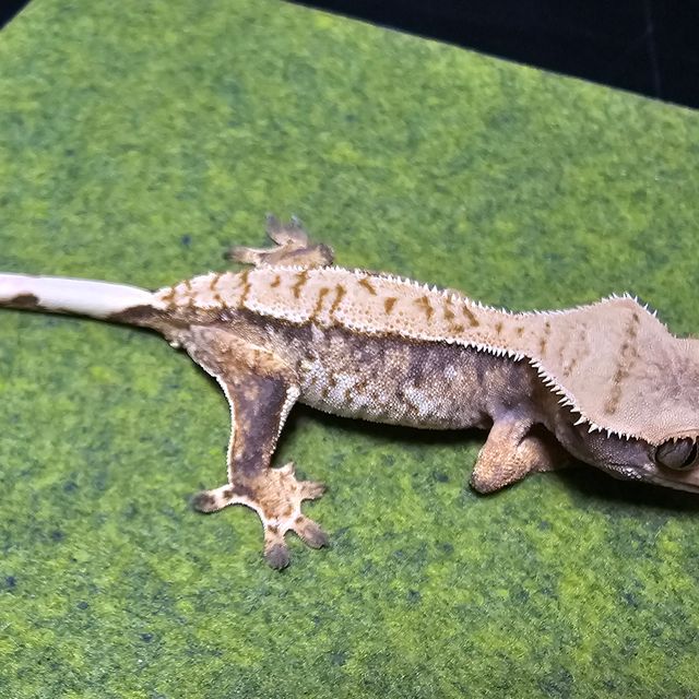 트라이 텐저린 나비스