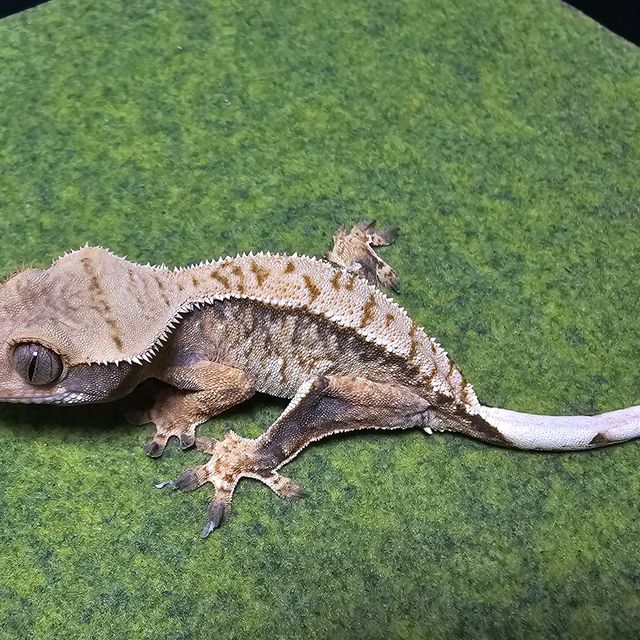 트라이 텐저린 나비스